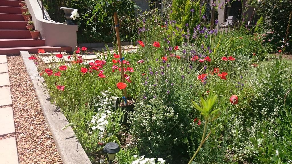 Abigail's Garden Cottage Montagu Exteriör bild